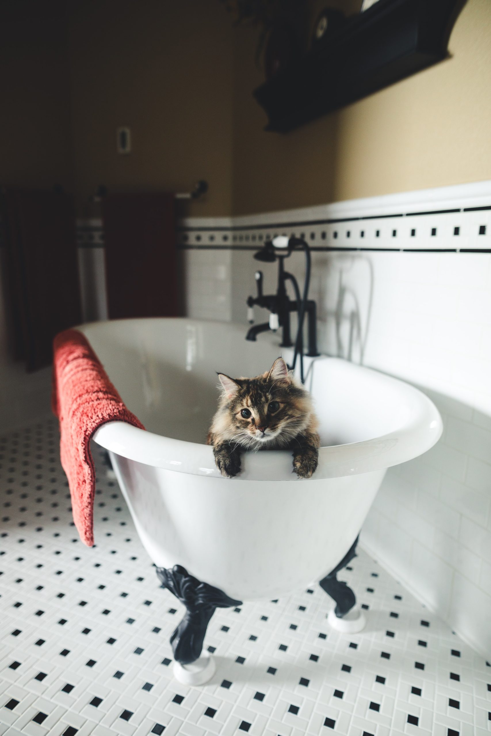 Pet cat in a bathtub in Greenwood, IN